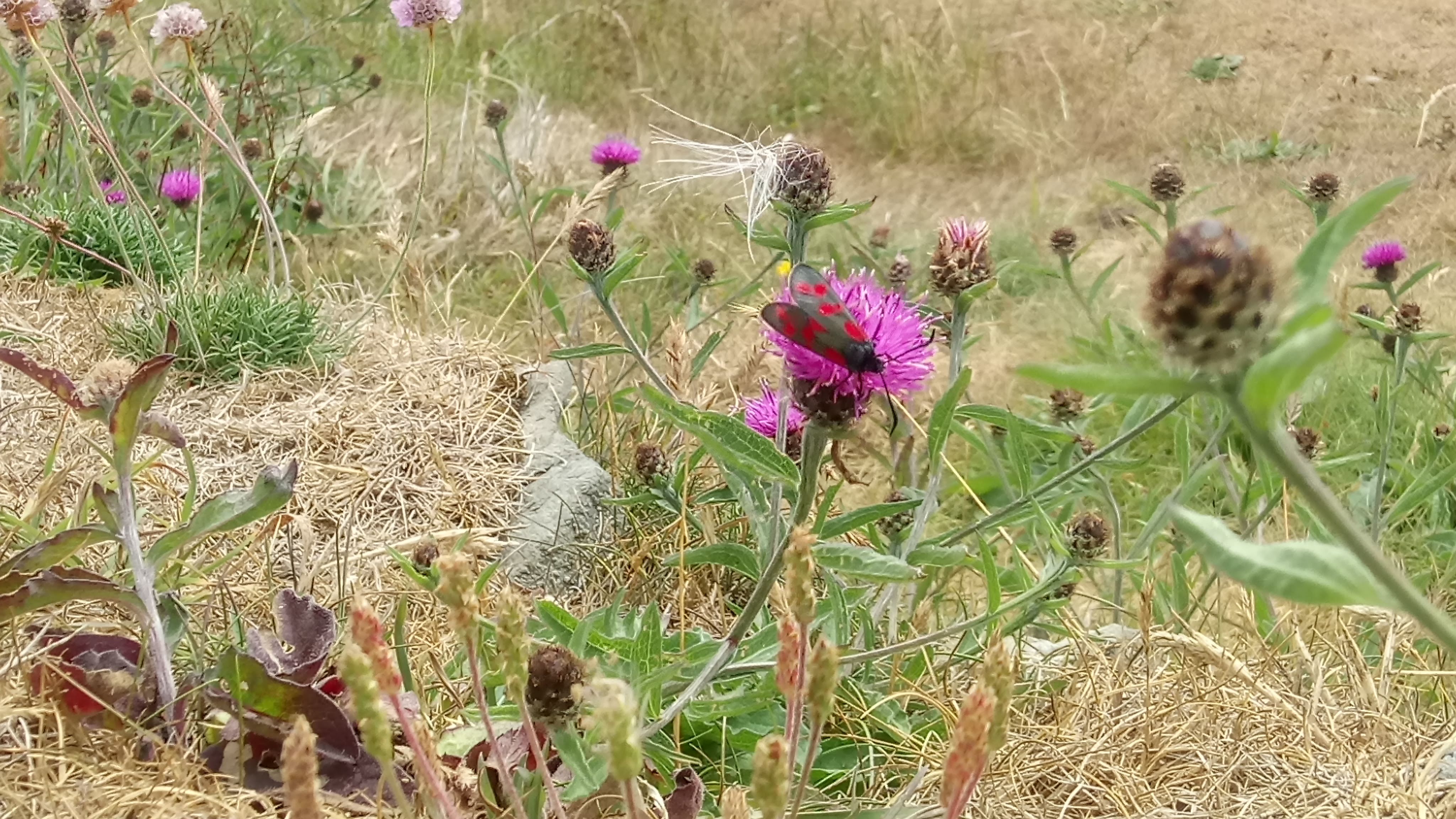 The Flower and the Moth